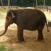 Elephant at Mysore Zoo